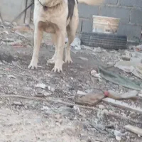 سگ هار ادمی