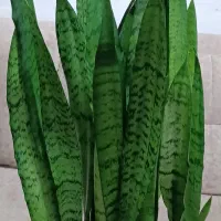 گل‌های بزرگ  باگلدان|گل و گیاه طبیعی|کرمانشاه, |دیوار