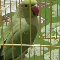 پرنده خانگی|پرنده|یاسوج, |دیوار