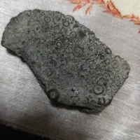 فسیل سنگ