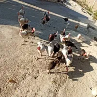 بوقلمون 6ماهه دونه 1300|حیوانات مزرعه|دهدشت, |دیوار