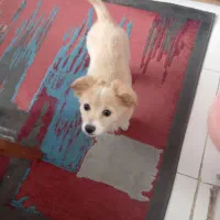 سگ کوچک|سگ|اسلامشهر, شهرک سعیدیه|دیوار