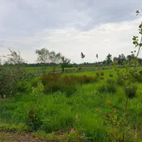 زمین باغی
