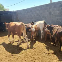سلام فروش چند عدد گوساله نر شهرستان جم