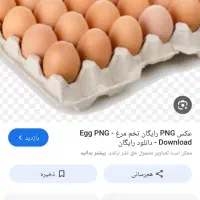 پخش تخم مرغ