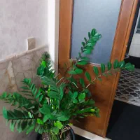 گل طبیعی، زامفولیا غول پیکر|گل و گیاه طبیعی|مشهد, عسگریه|دیوار