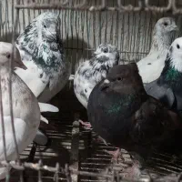 کبوتر ۱۲ عدد|پرنده|کاشان, امیرکبیر|دیوار