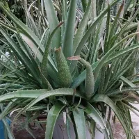 گل اپارتمانی نو
