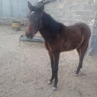 فروش اسب|اسب و تجهیزات اسبسواری|مهدی شهر, |دیوار