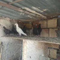 کفتر|پرنده|بیرجند, |دیوار