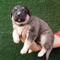 توله سگ ژرمن شپرد