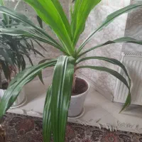 گل سوسن