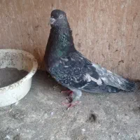 فروش کبوتر سرور