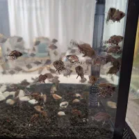 ماهی ۱۰۰ عدد بچه اسکار تایگر و لوپارد