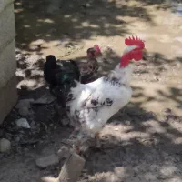 خروس و‌ مرغ