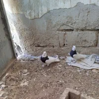 طوقی و کله ای|پرنده|فیروزآباد (آذربایجان), |دیوار