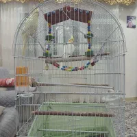 عروس هلندی اهلی|پرنده|تبریز, |دیوار