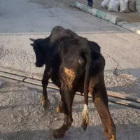 ۸ عدد گاو درجه یک یک مخصوص داشتی همشون ابستن هستن