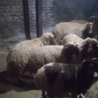 بره نر درجه یک|حیوانات مزرعه|خرم‌آباد, |دیوار