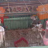 فروش پرنده|پرنده|ری, حمزه‌آباد|دیوار