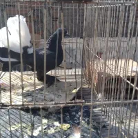 کبوتر تزئینی ترکیه ای شامپیون چتری بلژیکی(شامی)سرو|پرنده|بومهن, |دیوار