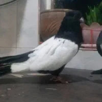 سینه سیاه|پرنده|اهواز, کوی نفت|دیوار