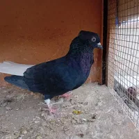 سیاپوش .دم سفید
