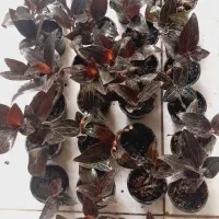 کنتیا .سیکاس.برکین ،پتوس ارتشی.تخفیف|گل و گیاه طبیعی|مشهد, حسابی جنوبی (شهرک غرب)|دیوار