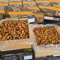 خرمای زاهدی دشت طلحه