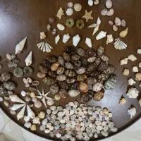 حراج صدف طبیعی|حراج|رشت, کوی جام جم|دیوار