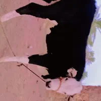 گاو با گوساله 8 برجه