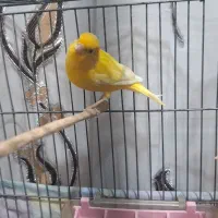 قناری نر|پرنده|بروجرد, |دیوار