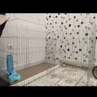 وسایل حیوانات|لوازم جانبی حیوانات|چناران, |دیوار