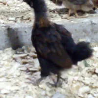 جوجه محلی کبابی|حیوانات مزرعه|سنگر, |دیوار