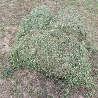 فروش یونجه