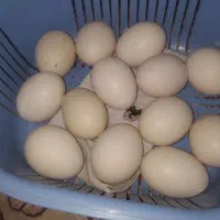 تخم مرغ لاری نطفه دار