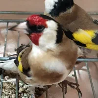 سهره غریب کردستان|پرنده|بروجرد, |دیوار