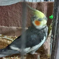 عروس نر بالغ.