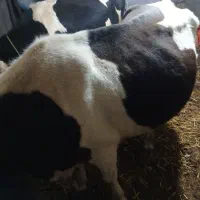 دوراس گاوبه فروش میرود|حیوانات مزرعه|ویلکیج, |دیوار