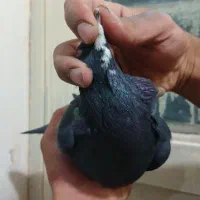 دوتا کفتر ی زاغ دم سفید ی پلنگ|پرنده|کرمان, |دیوار