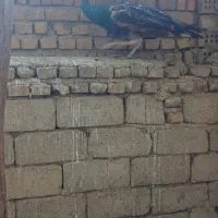 طاووس