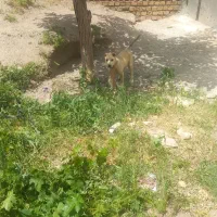 توله سگ سرابی