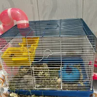 حیوان خانگی