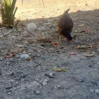 خروس ماکیان