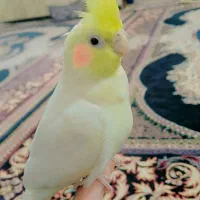 عروس پاریس  پرنده