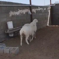 دوراس بره کری