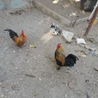 مرغ خروس منیاتوری جوجه ۸ماهه هست