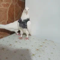 کبوتر|پرنده|امیدیه, |دیوار