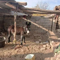 یک عدد الاغ ماده جوان  ابستن