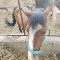 اسب